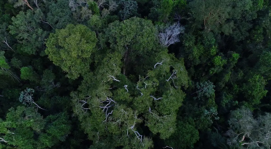 Floresta AgBrasil