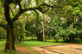 Planejamento urbano precisa de mais verde
