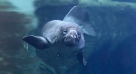 Associado SEESP tem 10% de desconto no Aquário