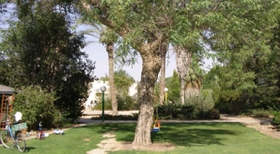 Árvore pode ajudar São Paulo a suportar o futuro climático