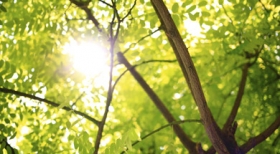 Memorial Jardim da Vida é parceiro da Casa do Engenheiro