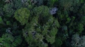 Brasil tem o desafio de elevar financiamento para florestas na COP30