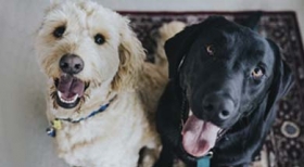 Petz oferece até 30% de desconto em site da parceria com o SEESP