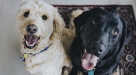 Petlove oferece cashback em compras acima de R$ 150