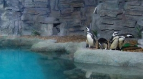 Associado SEESP tem 10% de desconto no Aquário de São Paulo