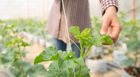 PUC-Campinas lança novo Curso de Engenharia Agronômica em parceria com o IAC