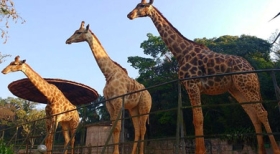 Associado SEESP tem 20% de desconto no Zoológico de São Paulo